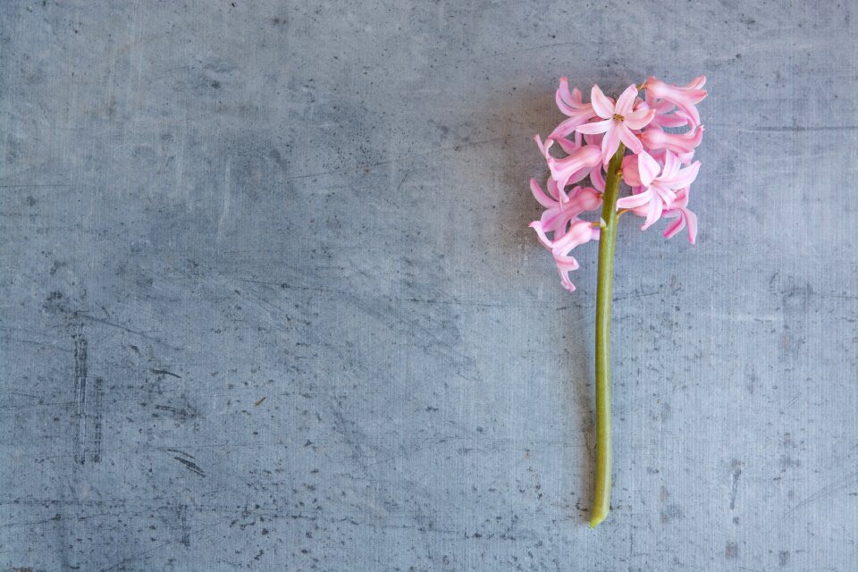 Pink flower flowers pink flowers photo