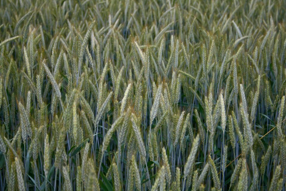 Cereals agriculture nature