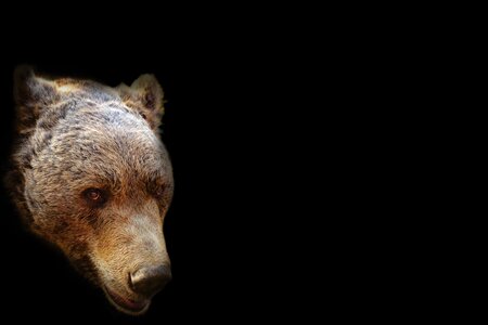 Portrait head animal
