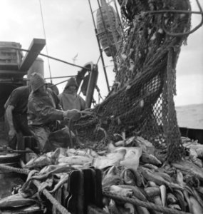 Bijschrift On board a Dutch trawler Aan boord van een Nederlandse vistrawler, Bestanddeelnr 935-3036