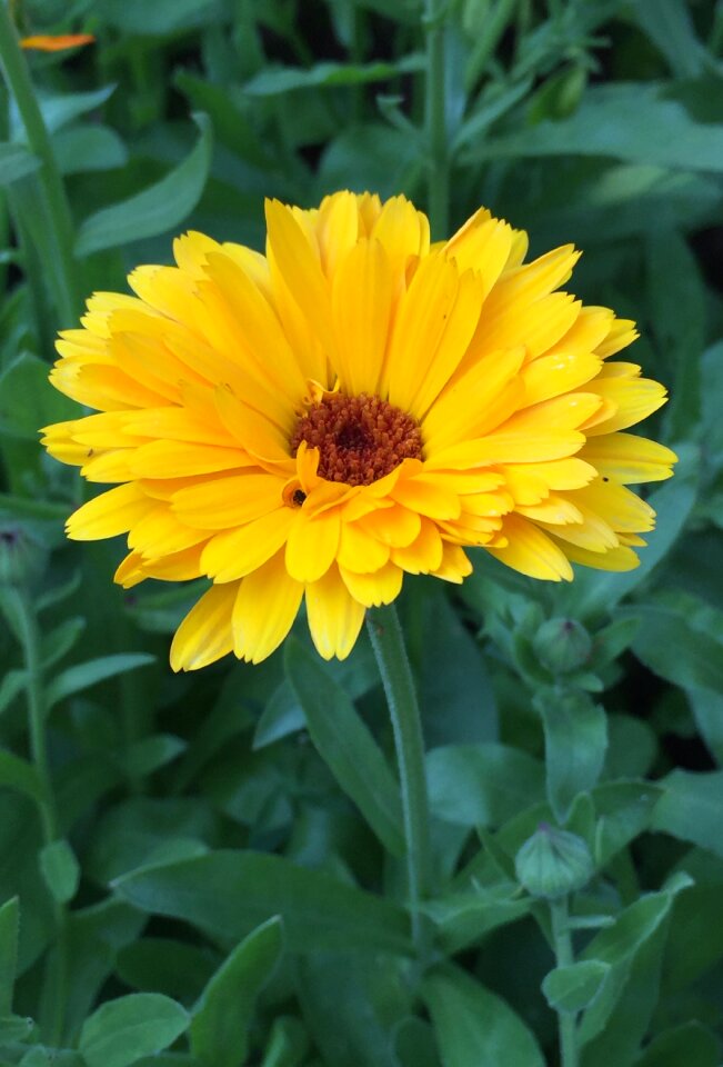 Marigold flowers summer