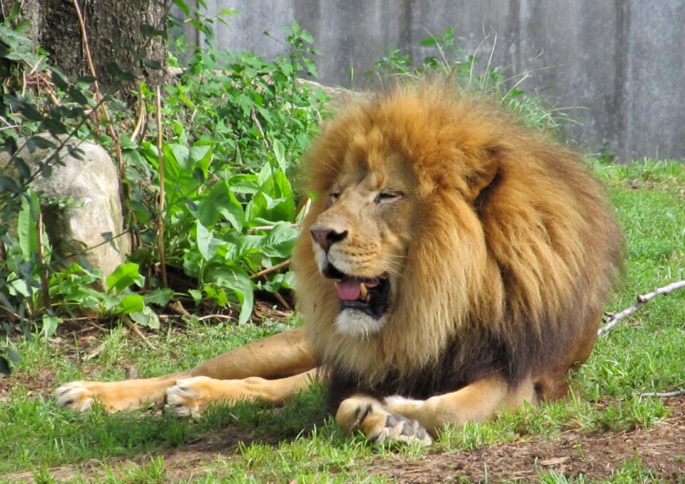 King of the jungle male predator - Free photos on creazilla.com