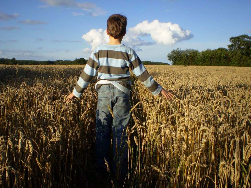 Cereals harvest bread
