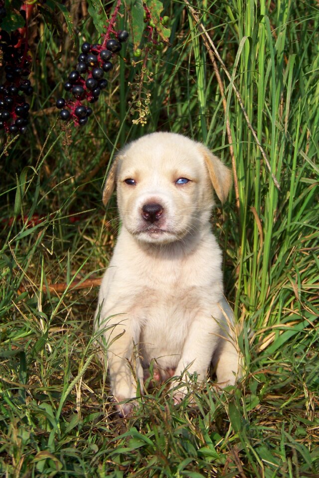 Canine pet outdoors