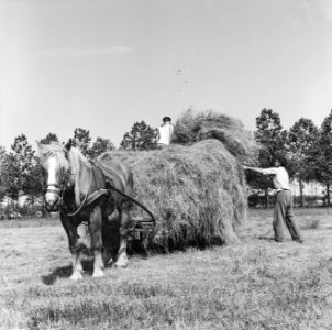 Bijna hooimaand Een boer bij Leiden haalt hooi naar binnen met paard en wagen, Bestanddeelnr 915-3876