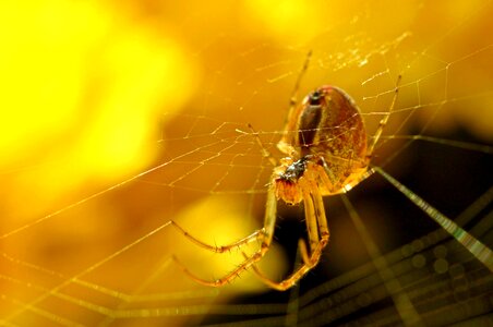 Insect animal world close up