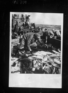 Bijschrift On board a Dutch trawler Aan boord van een Nederlandse vistrawler, Bestanddeelnr 935-3032