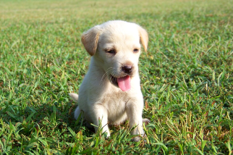 Pet sitting outdoors