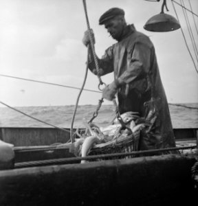 Bijschrift On board a Dutch trawler Aan boord van een Nederlandse vistrawler, Bestanddeelnr 935-3050