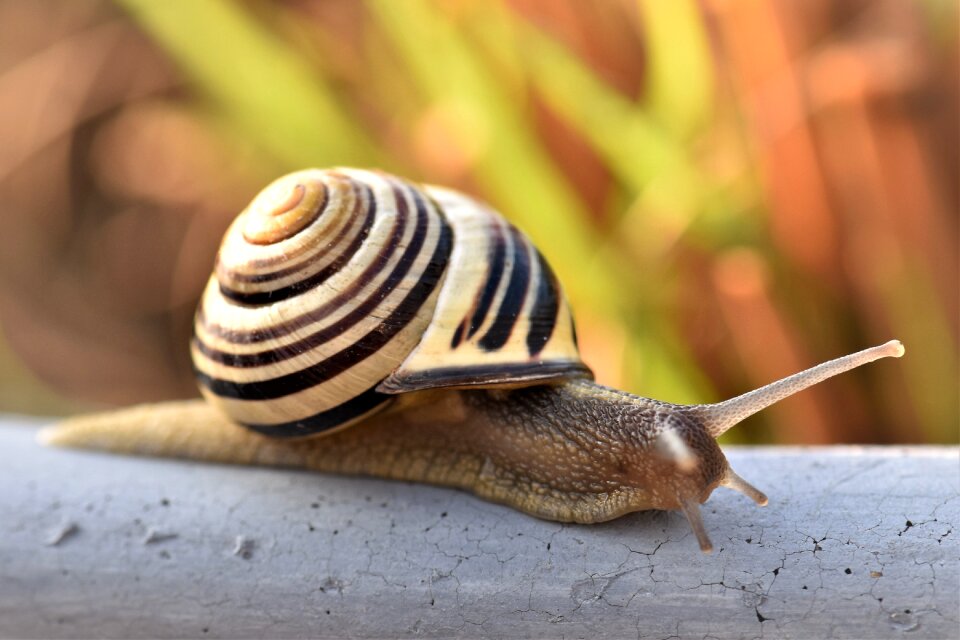 Mollusk close up snail shell