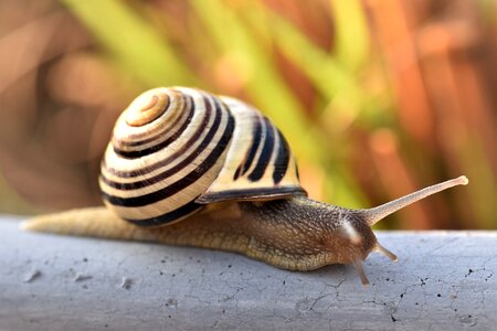 Mollusk close up snail shell photo