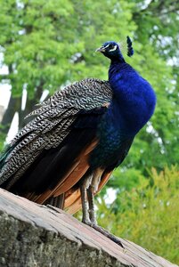 Castle animal life nature