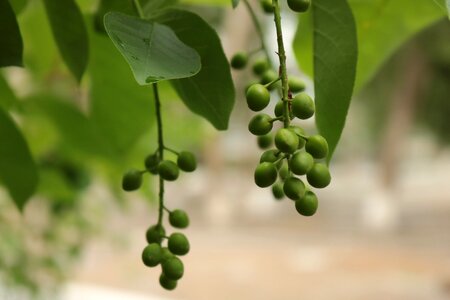 Summer fruit greens