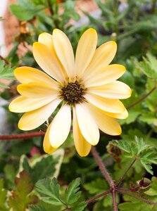Yellow flowers yellow flower summer flowers