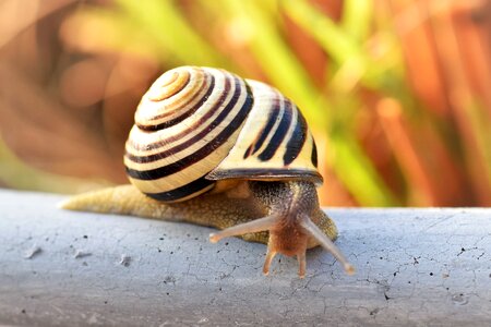 Mollusk close up snail shell
