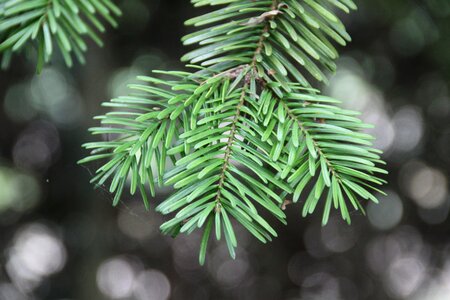 Fir fir branch conifer