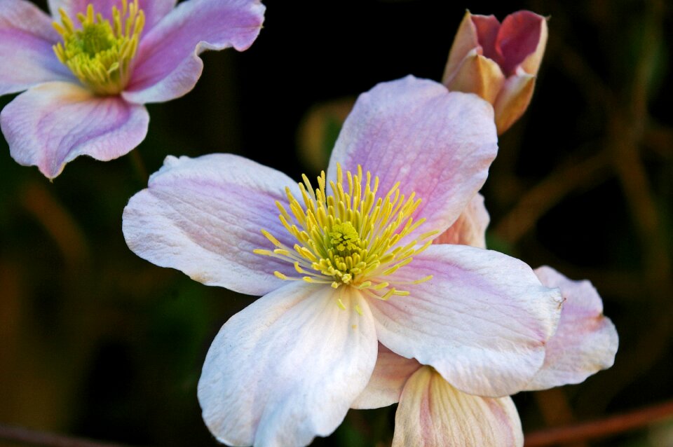 Bloom flower close up