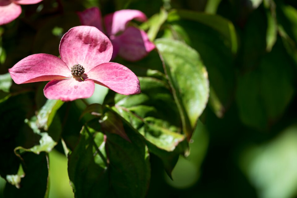 Blossom dogwood garden