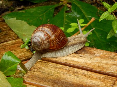 Garden close up mollusk
