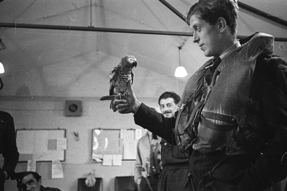 Bijschrift The Parrot, mascot of the Dutch fighter squadron klaar voor de opd, Bestanddeelnr 934-8768