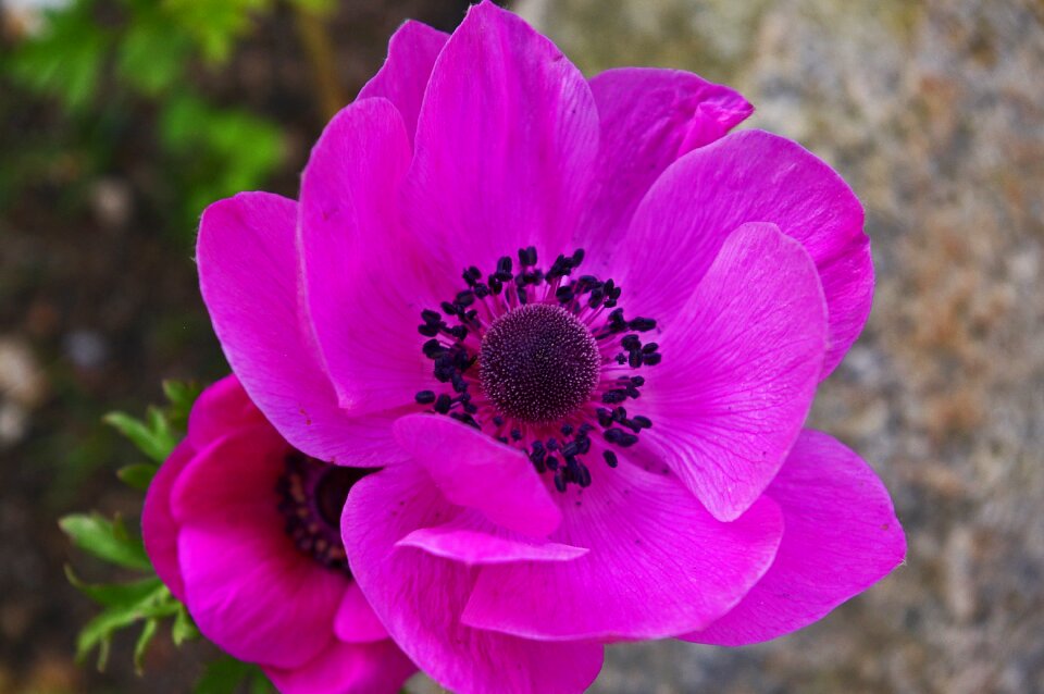 Flora nature pink