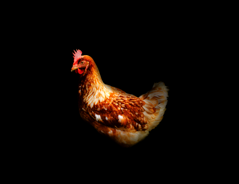Bird farm agriculture