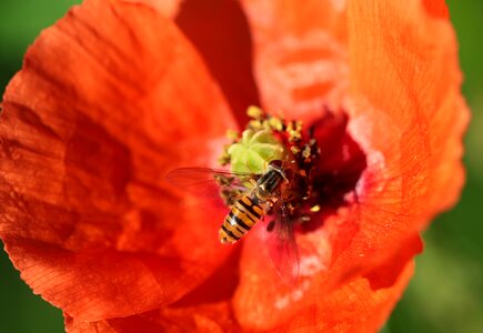 Wasp house feldwespe polistes dominulus