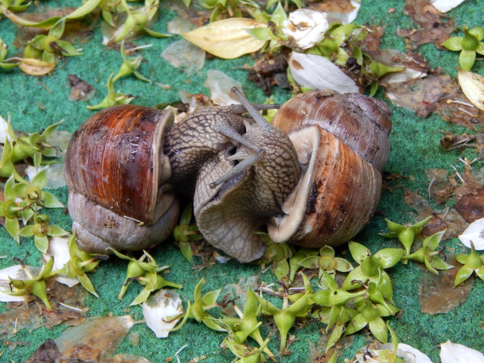 Lovers devoured close up
