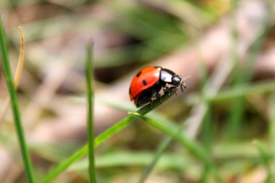 Beetle nature close up view insect