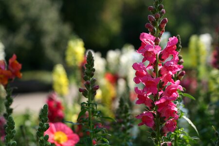Foliage flower buds the great snapdragon
