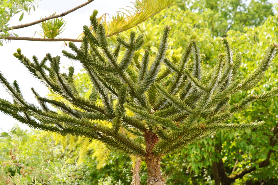 Green pointed nature