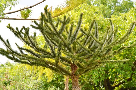 Green pointed nature
