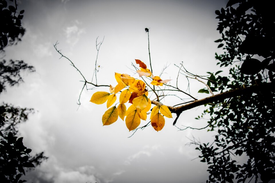 Yellow orange autumn
