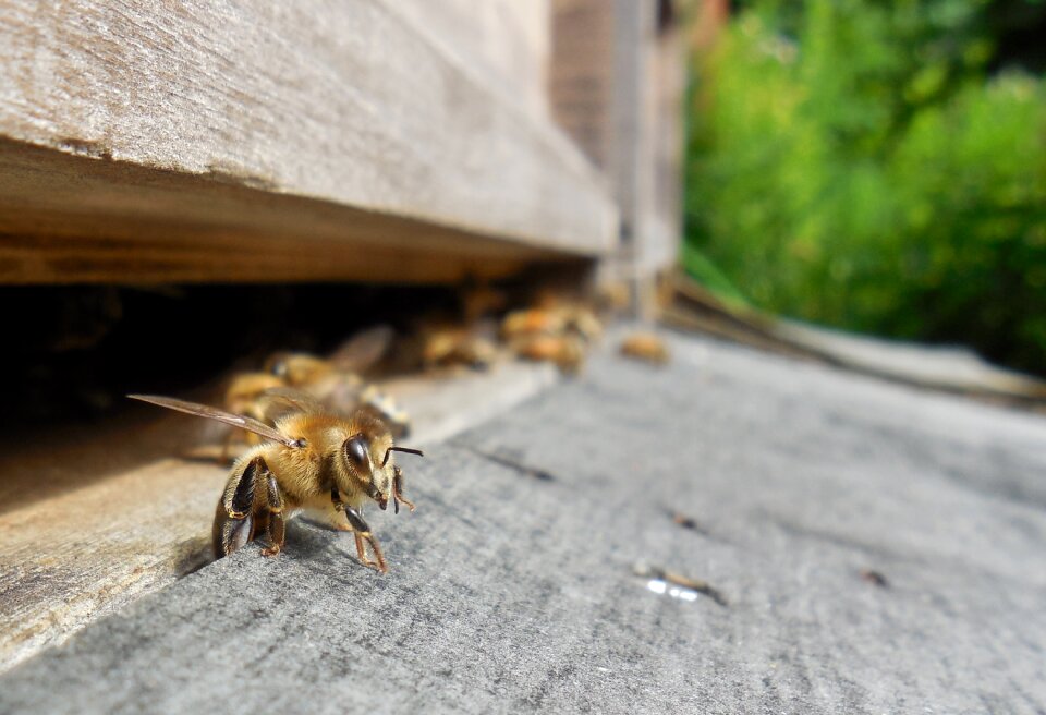 Prey honey bees beekeeper