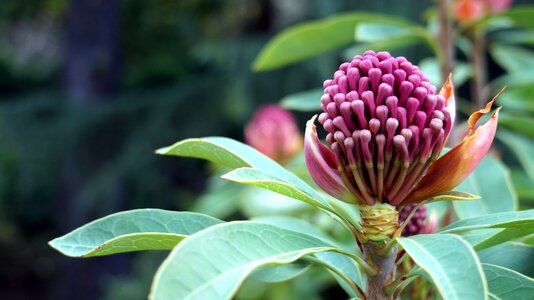 Tasmania garden flower
