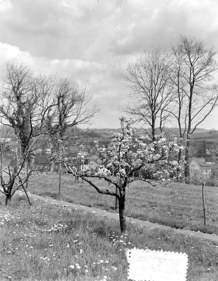 Bloeiende Betuwe, Bestanddeelnr 907-1135