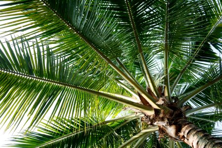 Tropical palm green tree photo