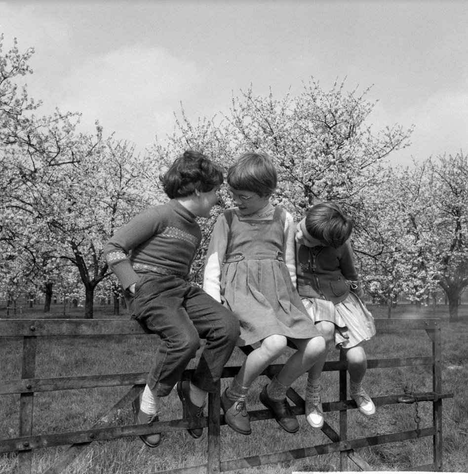 Bloeiende bloesems in de Betuwe, Bestanddeelnr 912-3355