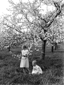 Bloeiende fruitboom in de Betuwe met Van der Polls stiefdochters Hans en Renée, Bestanddeelnr 189-1391