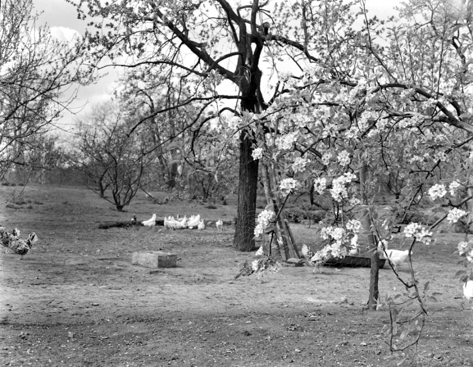 Bloeiende Betuwe, Bestanddeelnr 907-1136