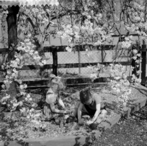 Bloeiende Betuwe, kinderen spelen onder de bloesems, Bestanddeelnr 910-3071