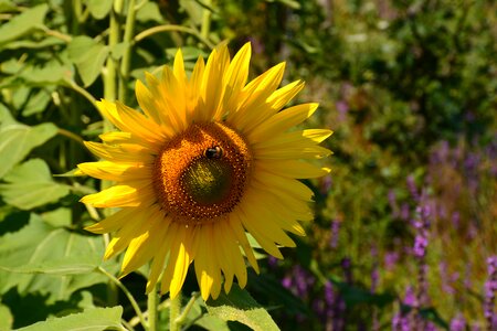 Flower tuscany sunflowers