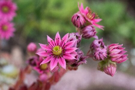 Garden blossom bloom