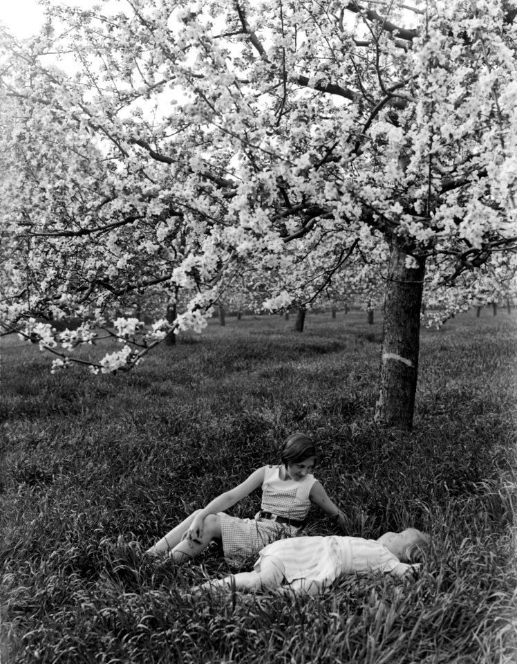 Bloeiende fruitboom in de Betuwe met van der Polls stiefdochters Hans en Renée, Bestanddeelnr 189-1394