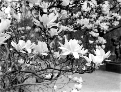 Bloeiende magnolia bij het Rijksmuseum, Bestanddeelnr 252-1534
