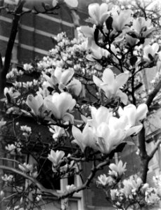 Bloeiende magnolia bij het Rijksmuseum, Bestanddeelnr 252-1535