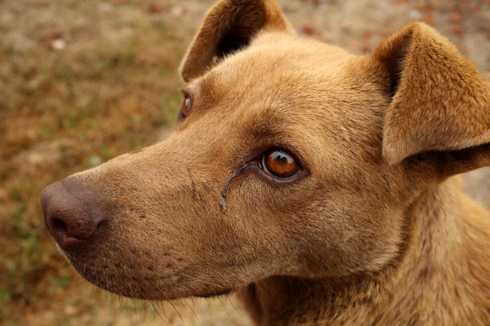 Race abandoned sick dog