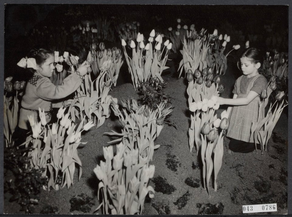 Bloembollen, tentoonstellingen, tuinbouw, bloemlusthallen, Bestanddeelnr 043-0786