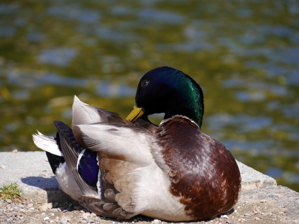 Feathers beautiful nature ducky