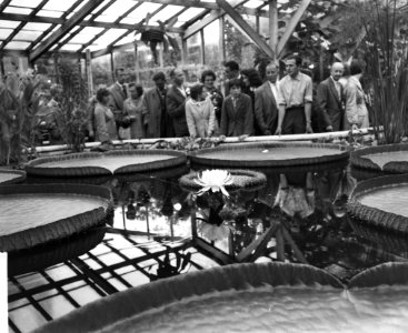 Bloeiende Victoria Regina in Hortus, Bestanddeelnr 912-7966